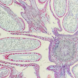   Célula a través de un microscopio, Zeiss stemi 508, Microscopios en Guadalajara