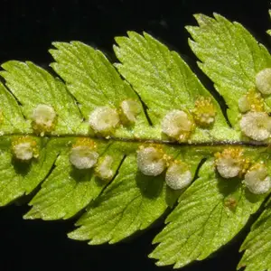 Hoja a través de un microscopio, vista de stemi 508, Microscopios en Guadalajara